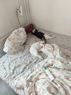 Бруно