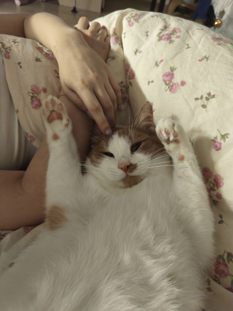 Бруно